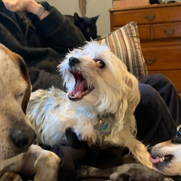 Meet the Posher Other - ~Welcome to Tatum’s Thrifts~